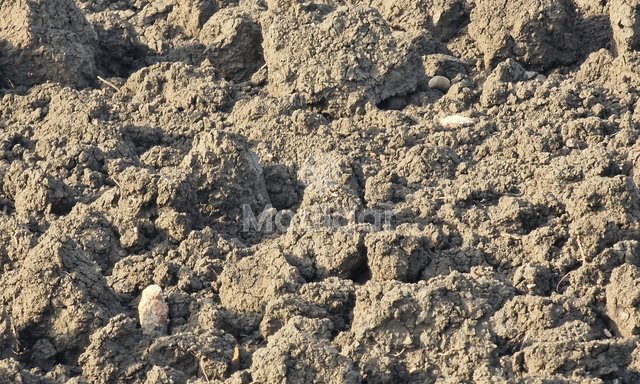 Agricultural Land of 130,000 m² in Ksar el-Kebir for Sale - 4