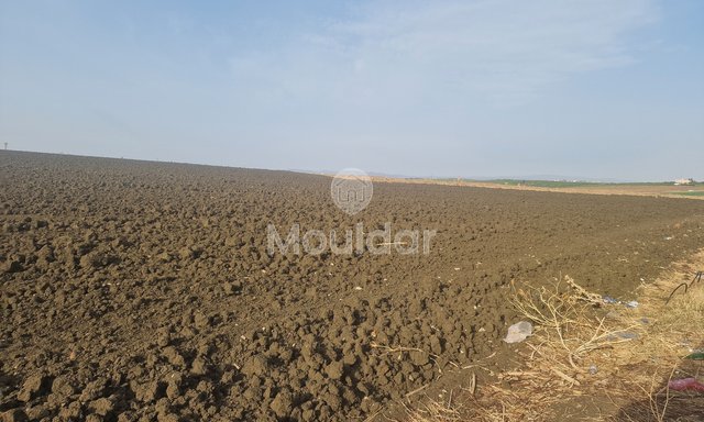 Agricultural Land of 130,000 m² in Ksar el-Kebir for Sale - 2