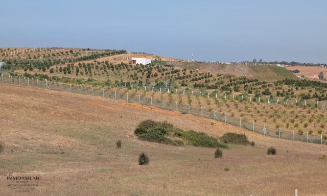 أرض زراعية مسجلة بمساحة 3 هكتارات في أصيلا - 4