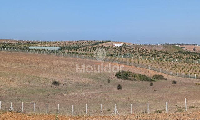 Terrain Agricole Titulaire de 3 Hectares à Vendre à Asilah