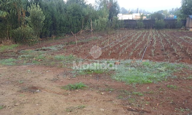 Satılık çiftlik: Casablanca ile El Jadida arasında 3500 m², mükemmel konum! - 3