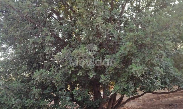 أرض زراعية للبيع في مراكش - طريق أوركيـة - 3