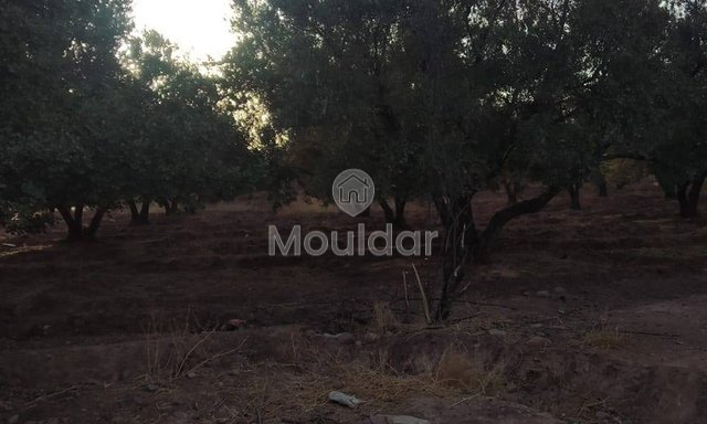 أرض زراعية للبيع في مراكش - طريق أوركيـة - 2