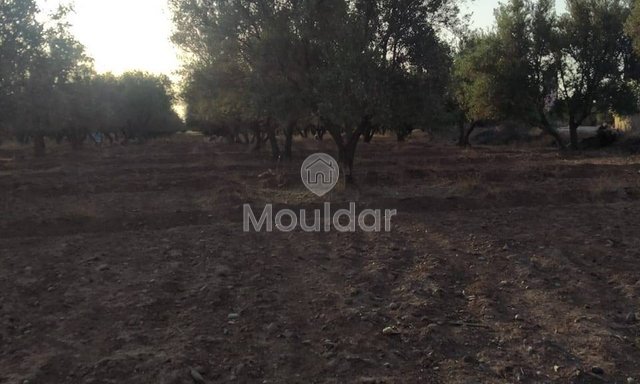أرض زراعية للبيع في مراكش - طريق أوركيـة