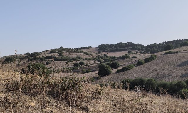 أرض 3 هكتارات في أصيلة - 3