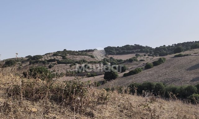 Terrain Agricole de 3 Hectares à Vendre à Asilah - 3