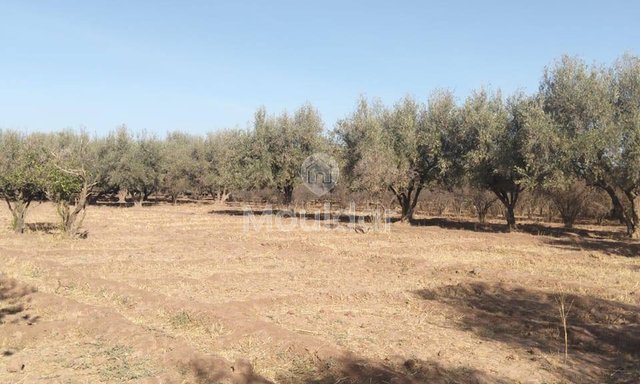 أرض زراعية للبيع في مراكش - 25,000 م² - 3
