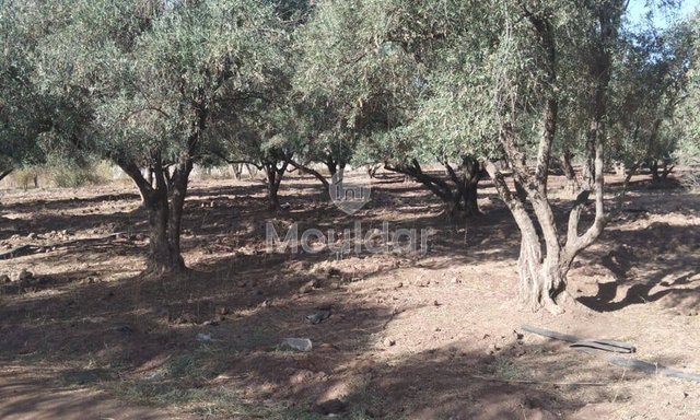 أرض زراعية للبيع في مراكش - 25,000 م²