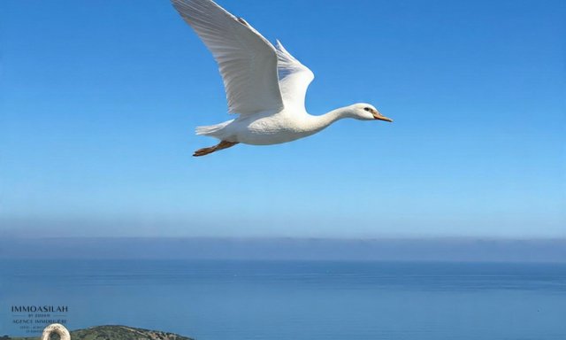 بيت ضيافة فاخر مع إطلالة على البحر