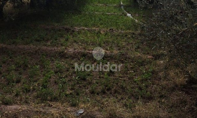 أرض زراعية للبيع في مراكش - 13,000 م² - 3