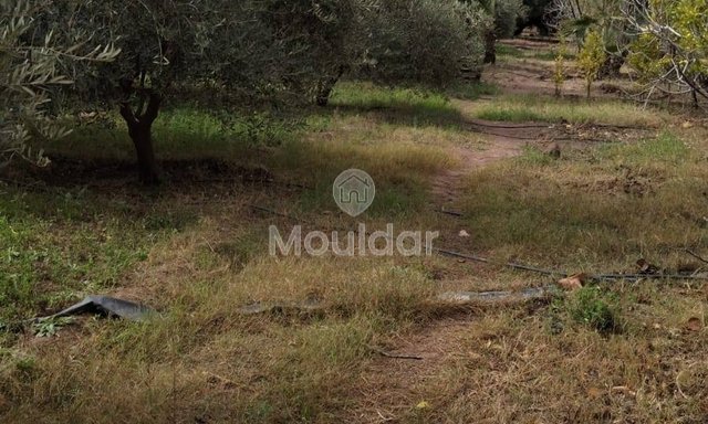 أرض زراعية للبيع في مراكش - 13,000 م²