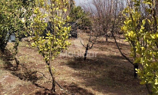 أرض زراعية للبيع في مراكش - 13,000 م² - 4