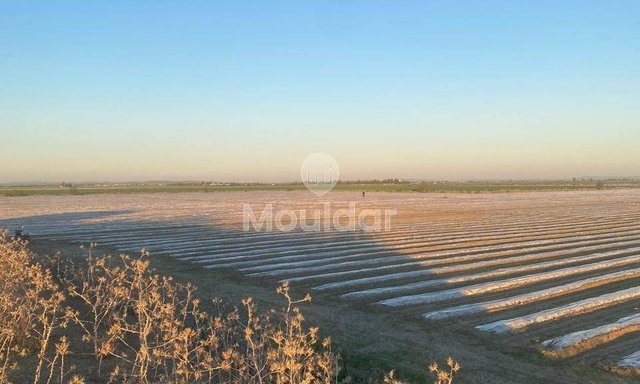 Çevre Dostu Özelliklere Sahip Sidi Slimane'da Eşsiz Çiftlik Satışı - 4