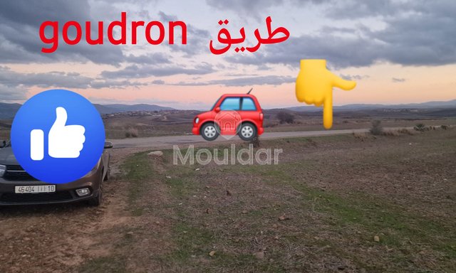 Agricultural Land for Sale in Ksar el-Kebir - 140,000 m² - 2