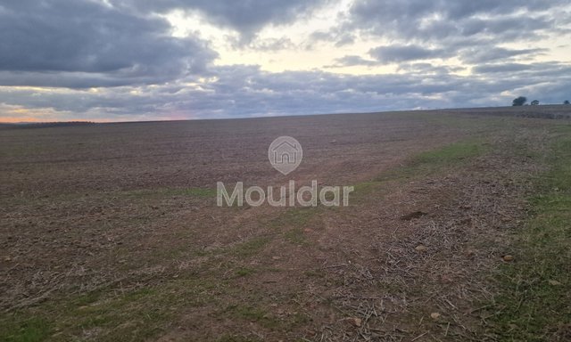 Agricultural Land for Sale in Ksar el-Kebir - 140,000 m²
