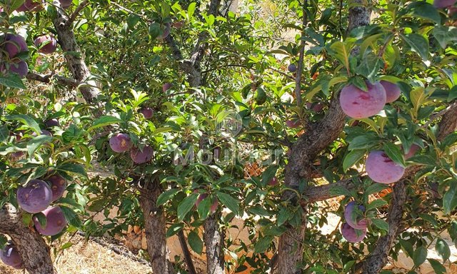 Fez'de satılık çiftlikler: 25.000 m² arazi