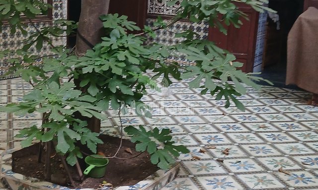 رياض للبيع في مراكش: سحر ومساحة استثنائية - 4