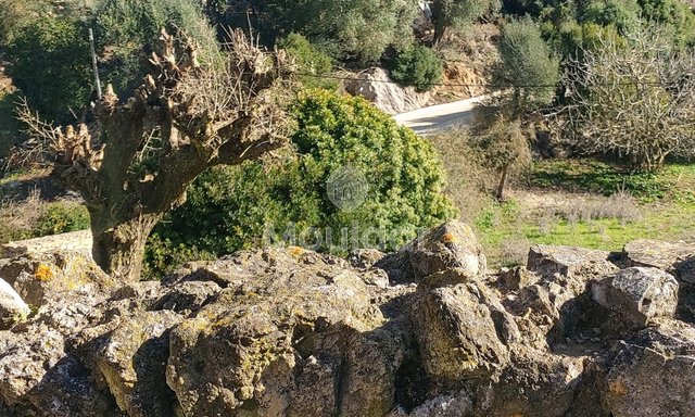 Πωλείται, ένα μοναδικό ακίνητο στην Taghramt (Al-Ansar) - 6000 m² δυνατότητες - 4