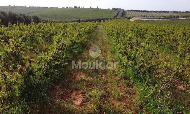 Meknès'te satılık çiftlik