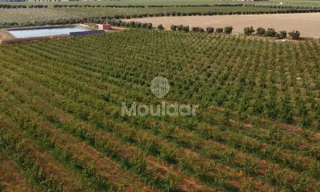 Meknès'te satılık çiftlik - 3