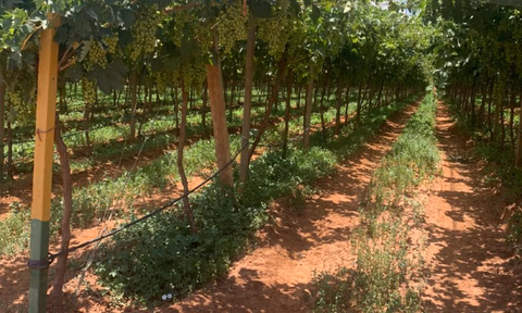 مزرعة للبيع