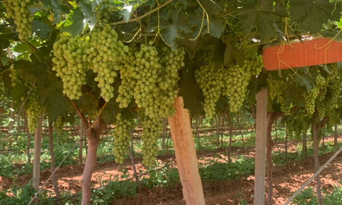 مزرعة للبيع