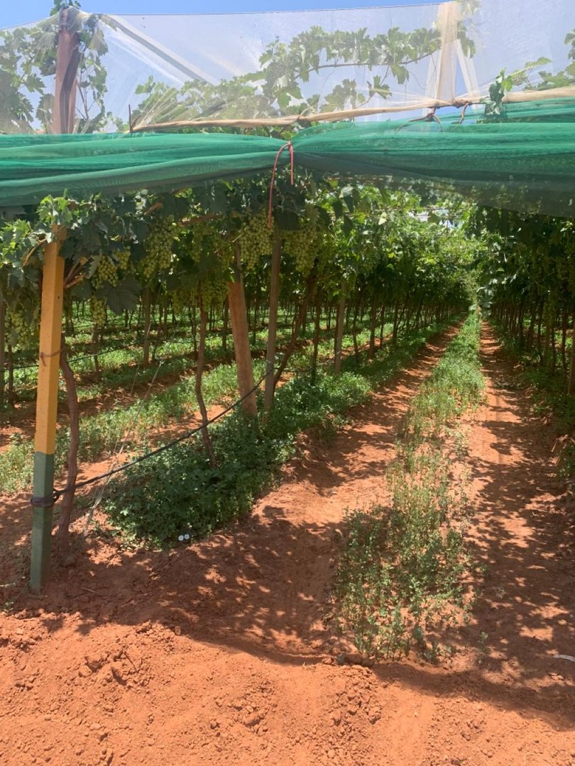 مزرعة للبيع - Photo 5