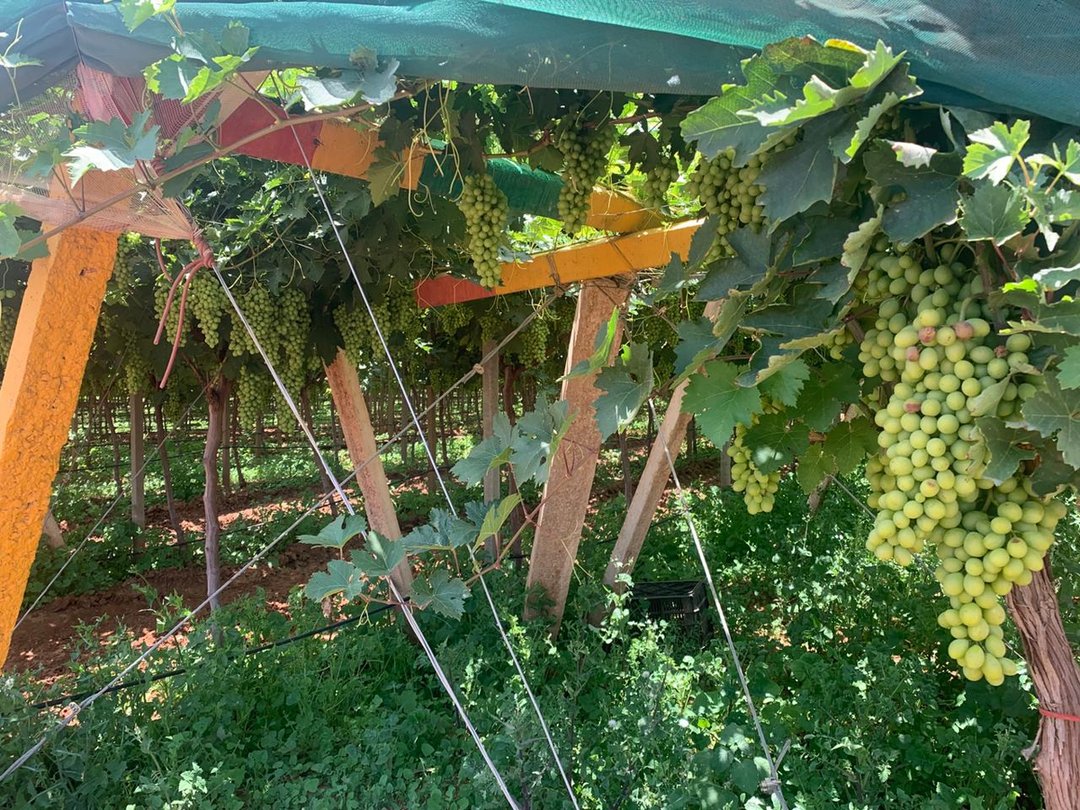 مزرعة للبيع - Photo 9