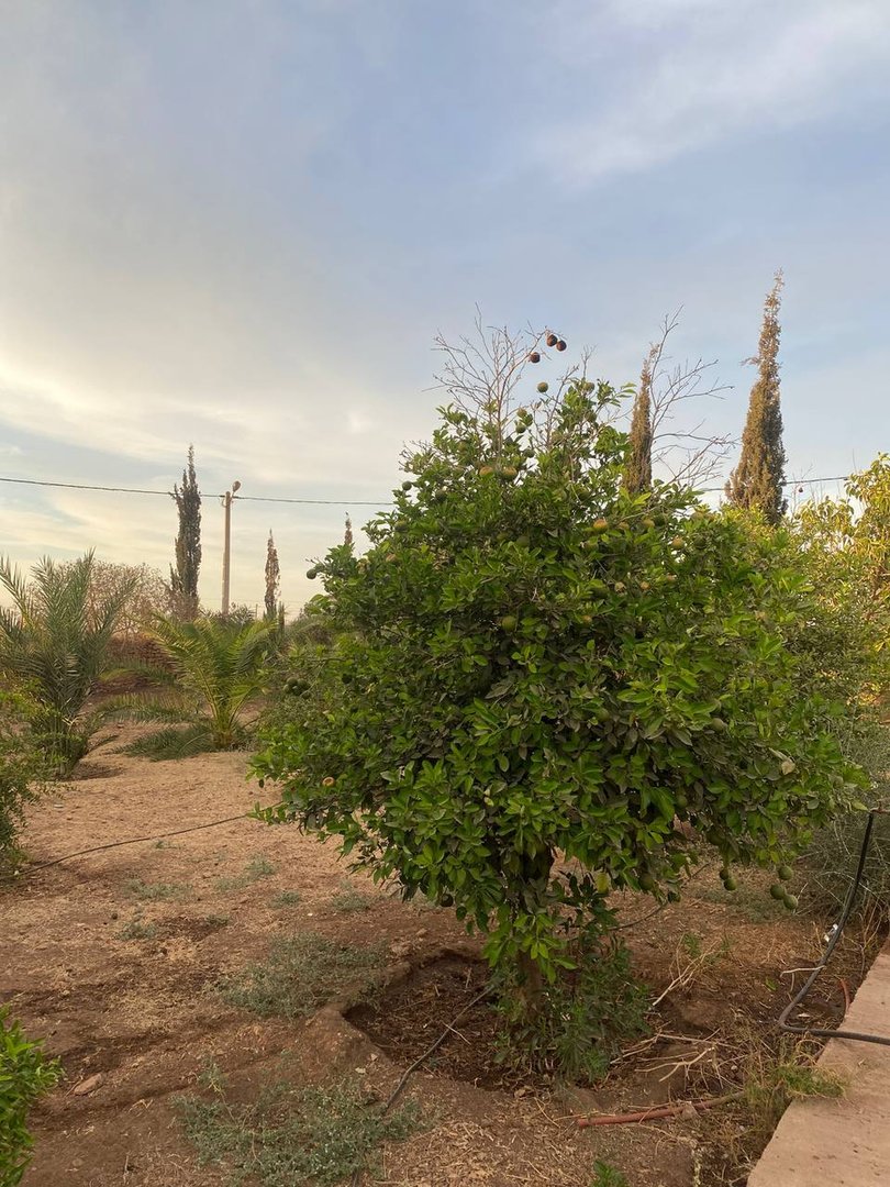 Terrain à vendre - Photo 26