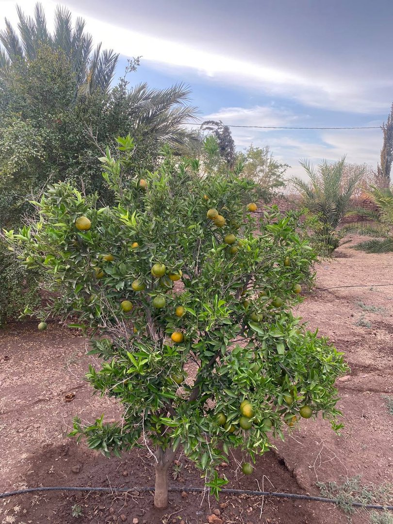 Terrain à vendre - Photo 27