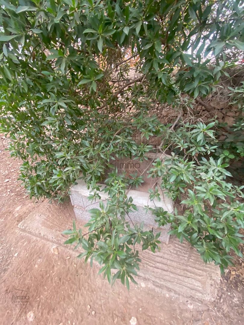 Terreno Agrícola Titulado en Venta: 12 000 m² - Photo 8