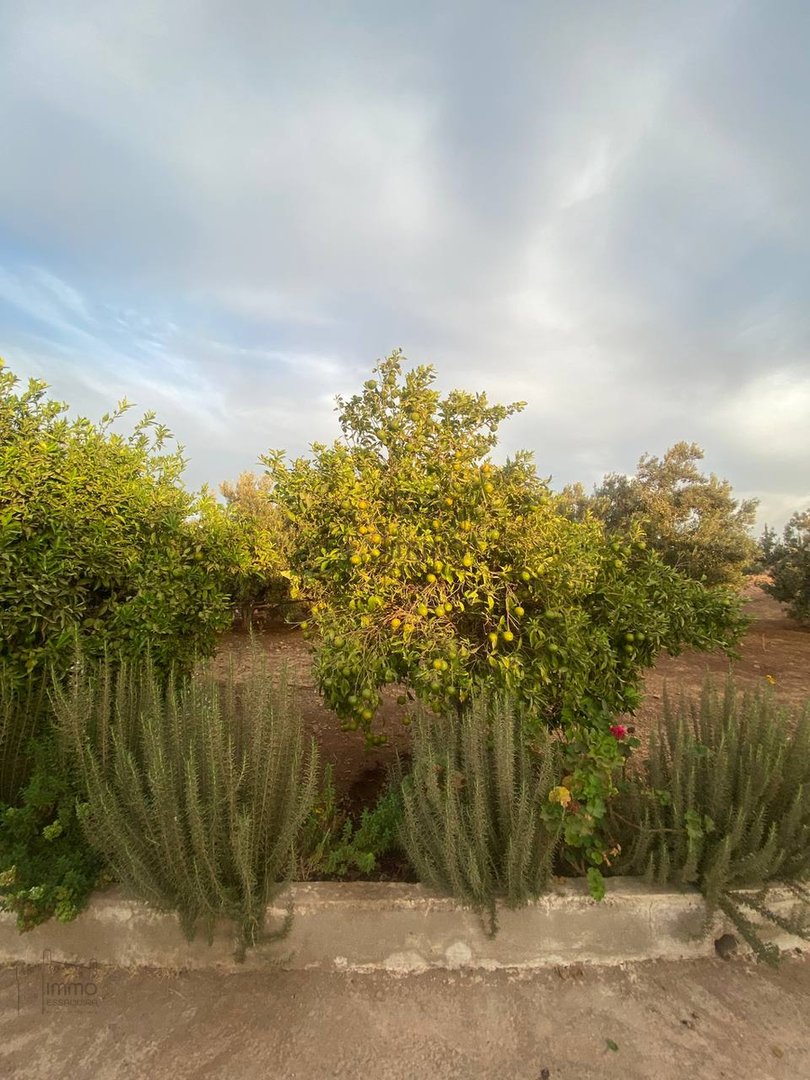 Terreno Agrícola Titulado en Venta: 12 000 m² - Photo 13