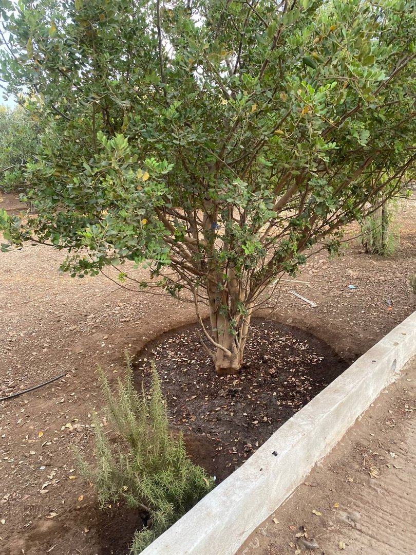 Terreno Agrícola Titulado en Venta: 12 000 m² - Photo 6