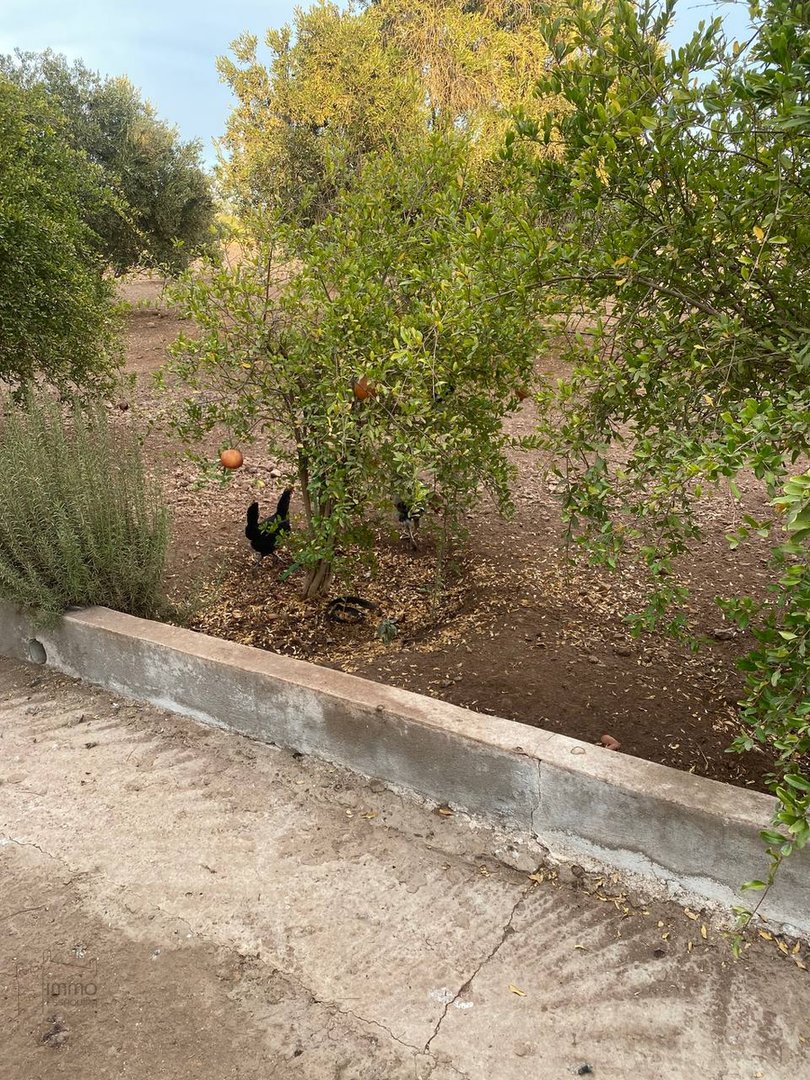 Terreno Agrícola Titulado en Venta: 12 000 m² - Photo 4