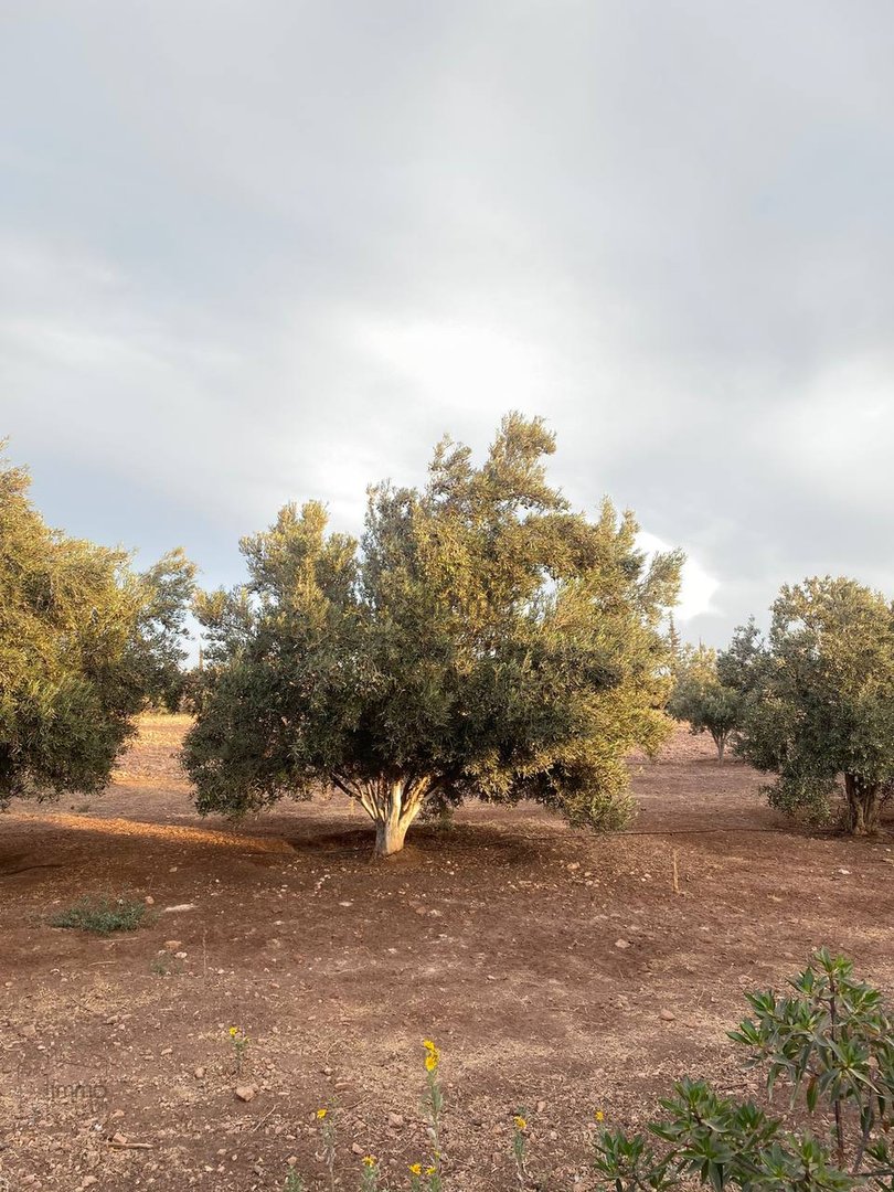 Terreno Agrícola Titulado en Venta: 12 000 m² - Photo 5