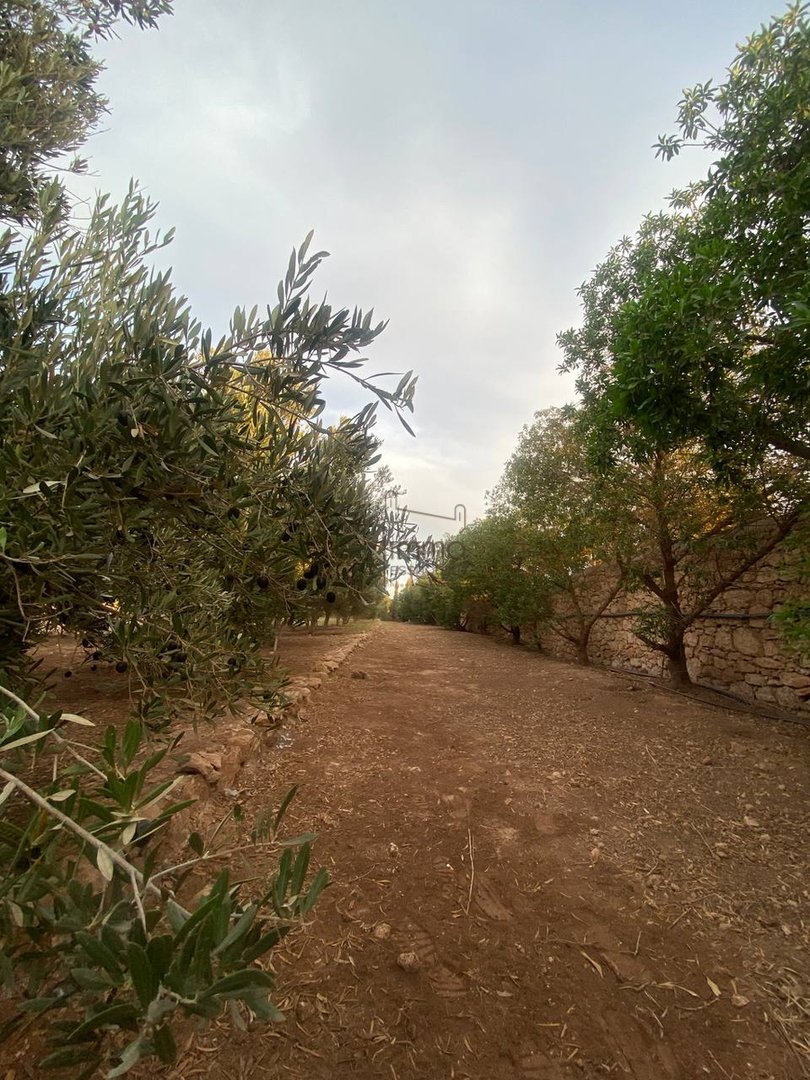 Terreno Agrícola Titulado en Venta: 12 000 m² - Photo 10