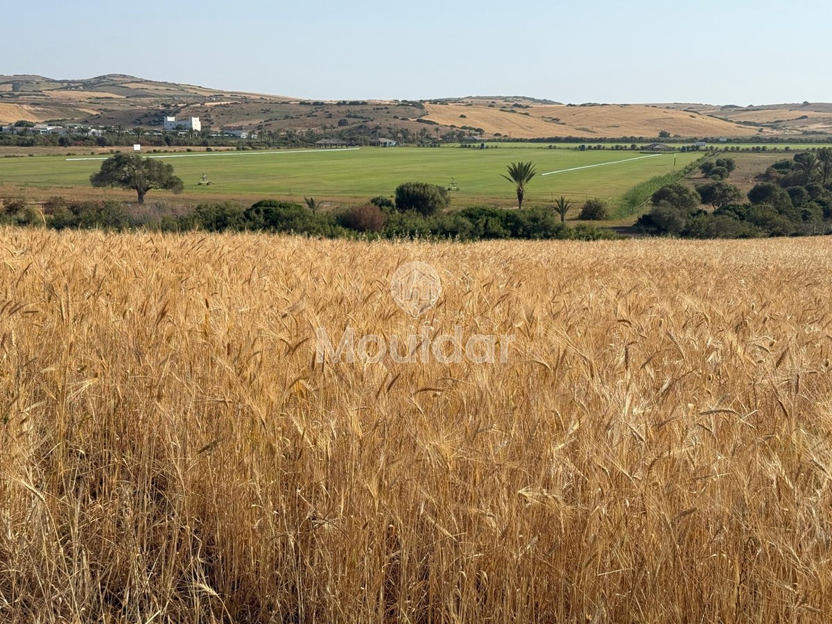 Terrain agricole titré à vendre à Asilah – 16 000 m² - Photo 6