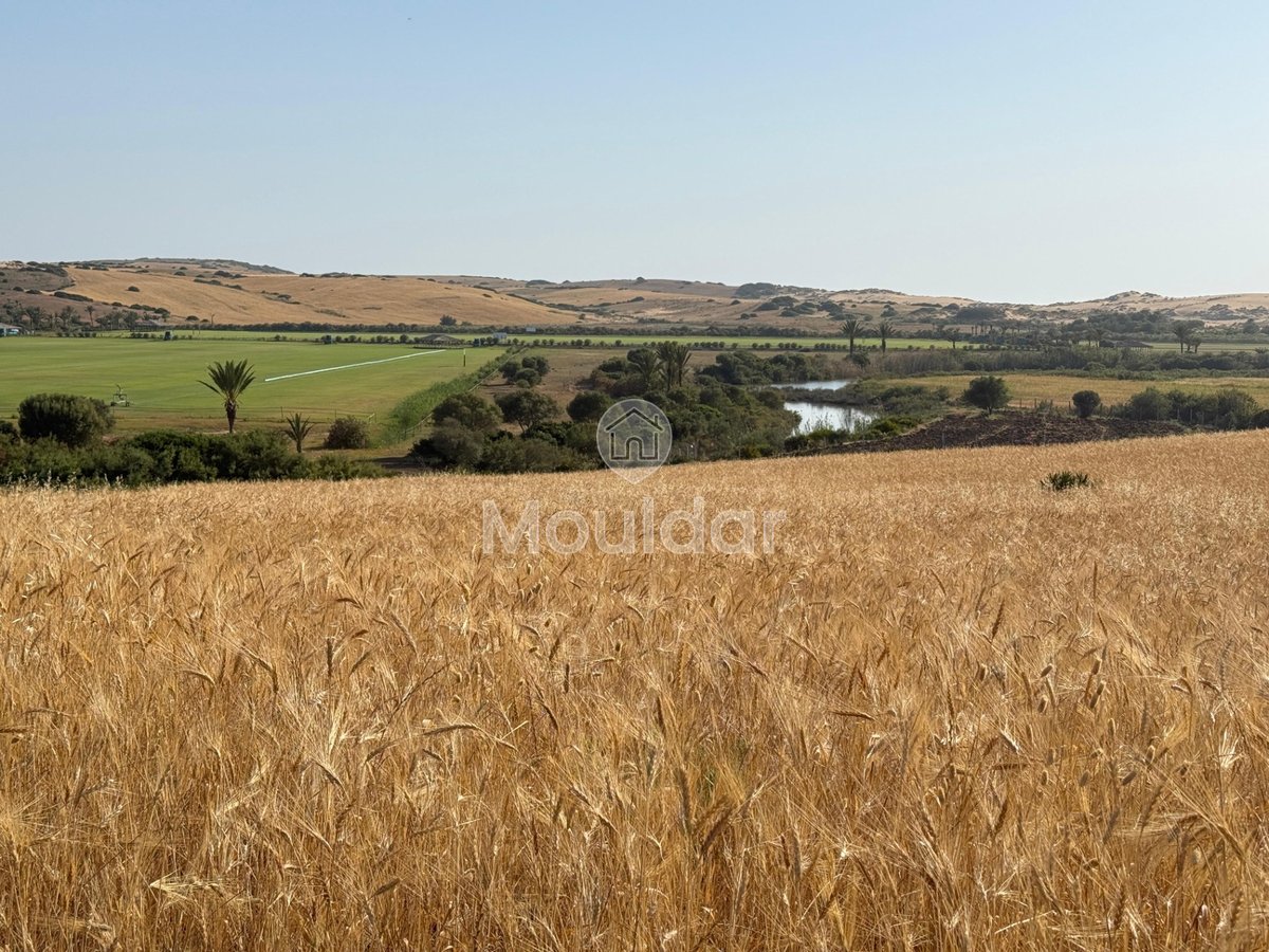Terrain agricole titré à vendre à Asilah – 16 000 m² - Photo 7
