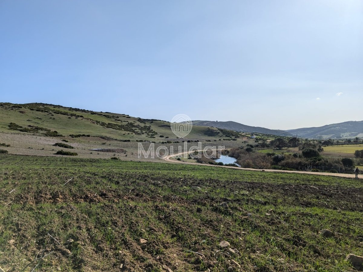 Terrain agricole titré à vendre à Asilah – 16 000 m² - Photo 4