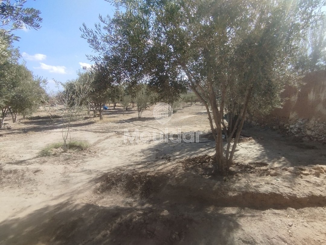 Terreno Agricolo in Vendita a Idouirane - Opportunità Unica - Photo 4