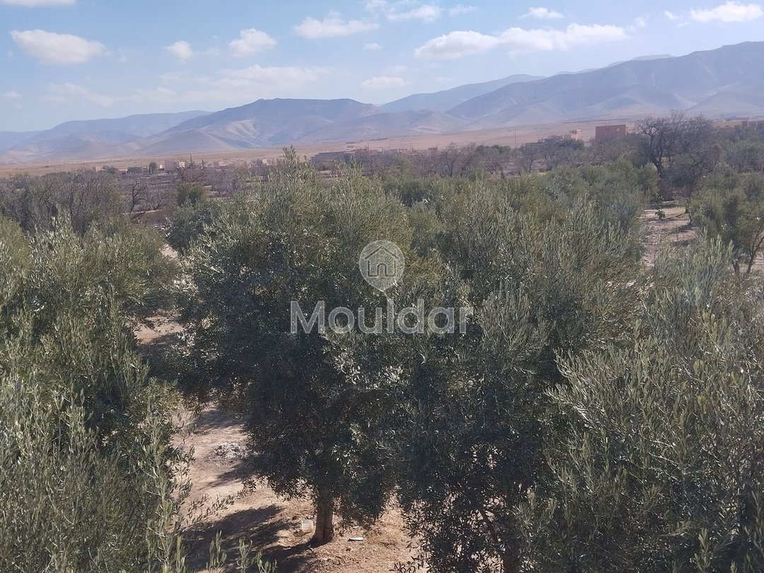 Terreno Agricolo in Vendita a Idouirane - Opportunità Unica - Photo 6