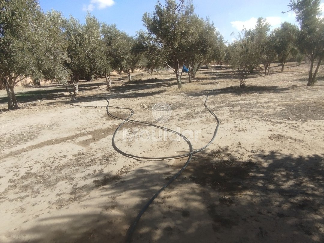 Terreno Agricolo in Vendita a Idouirane - Opportunità Unica - Photo 7