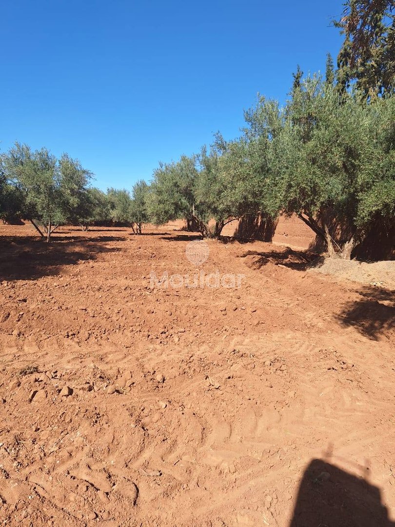Landbouwgrond te koop in Marrakech - Sidi Abdellah Ghiat - Photo 3