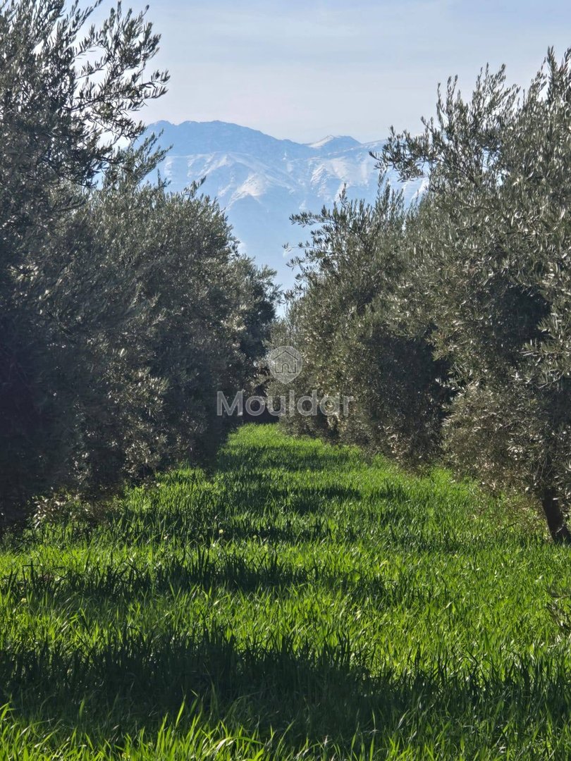 Terreno Agrícola de 20,000 m² en Venta en Marrakech - Photo 2