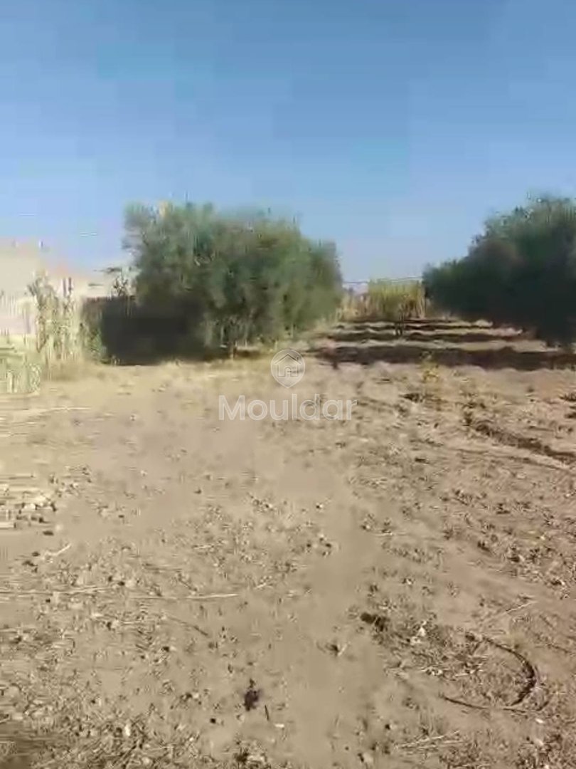 أرض زراعية للبيع في مراكش - فرصة استثنائية - Photo 7