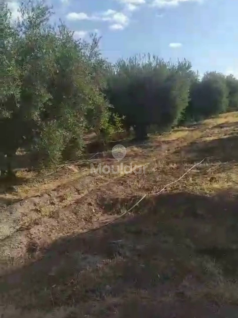 أرض زراعية للبيع في مراكش - فرصة استثنائية - Photo 1