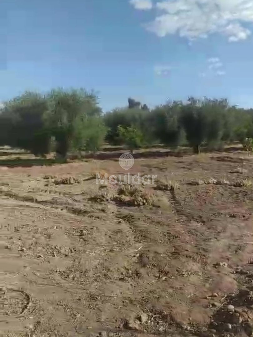 أرض زراعية للبيع في مراكش - فرصة استثنائية - Photo 2