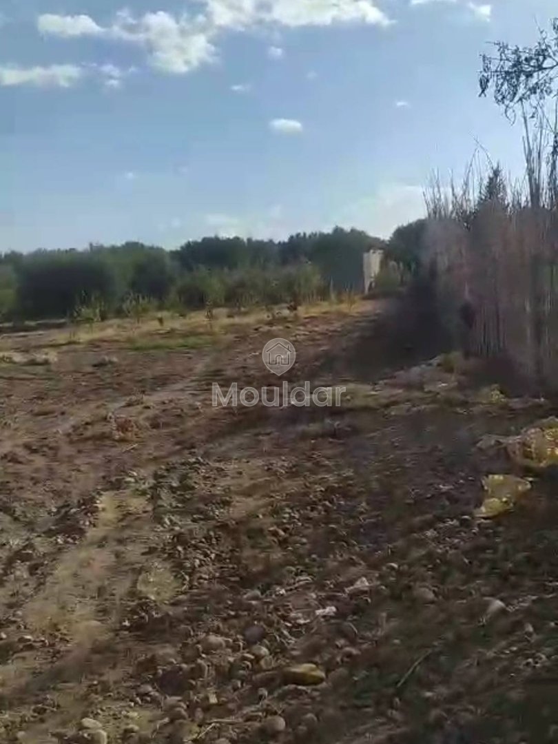 أرض زراعية للبيع في مراكش - فرصة استثنائية - Photo 3