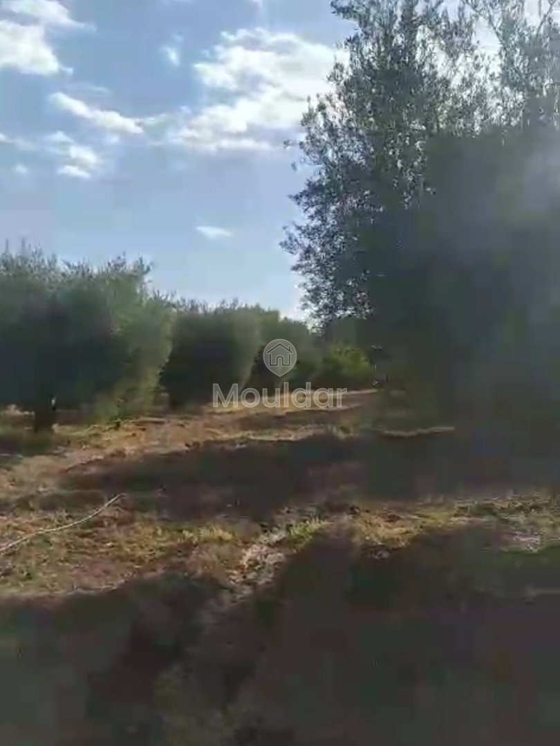 أرض زراعية للبيع في مراكش - فرصة استثنائية - Photo 8