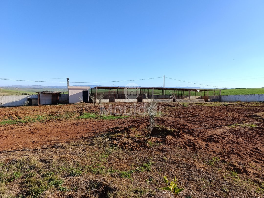 Fermă de vânzare în Tifelt: 50.000 m² - Photo 16